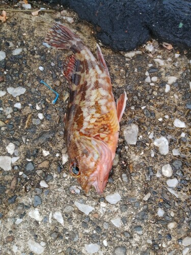 カサゴの釣果