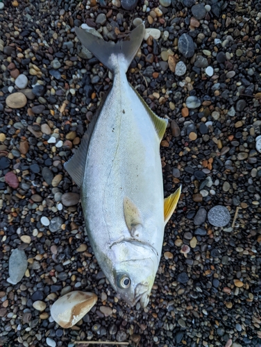 ショゴの釣果