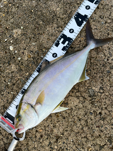 カンパチの釣果