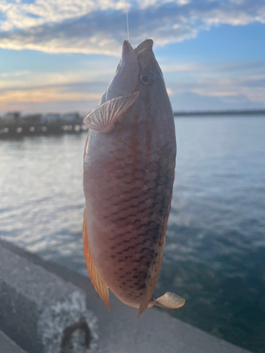 アカササノハベラの釣果