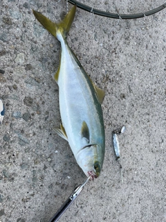 ハマチの釣果