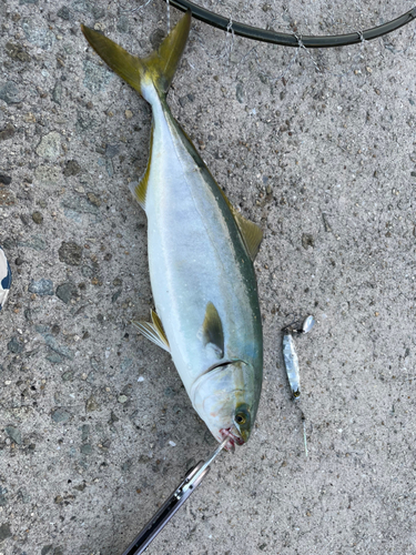 ハマチの釣果