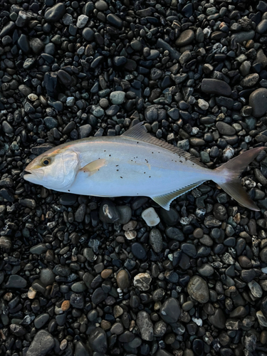 ショゴの釣果