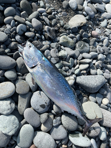 マルソウダの釣果