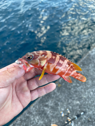 シオの釣果