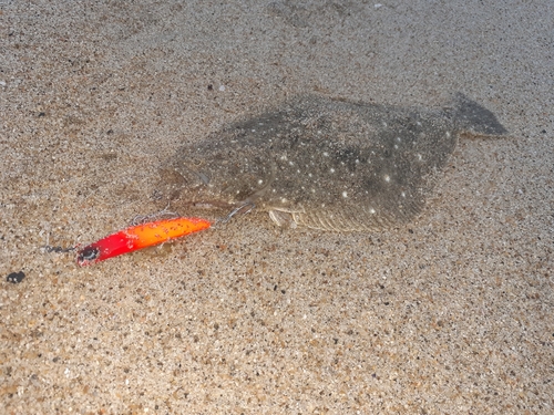 ソゲの釣果