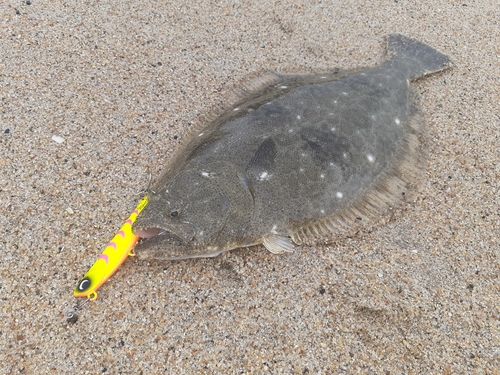 ソゲの釣果