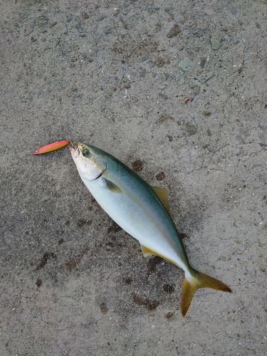 ツバスの釣果