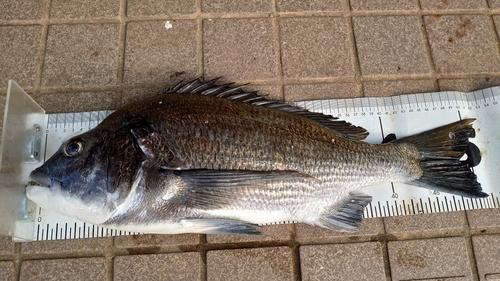 チヌの釣果