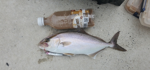 ショゴの釣果