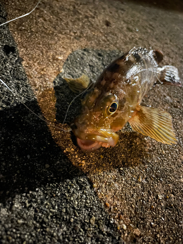 カサゴの釣果