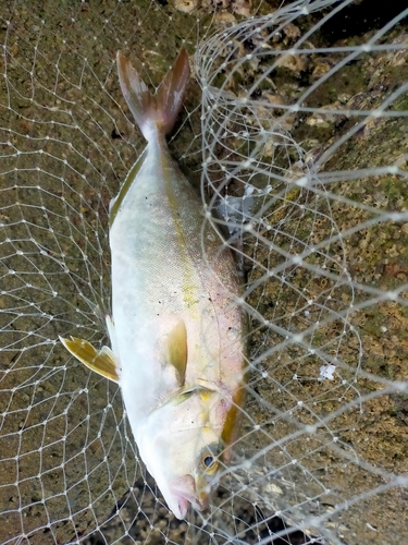 ショゴの釣果