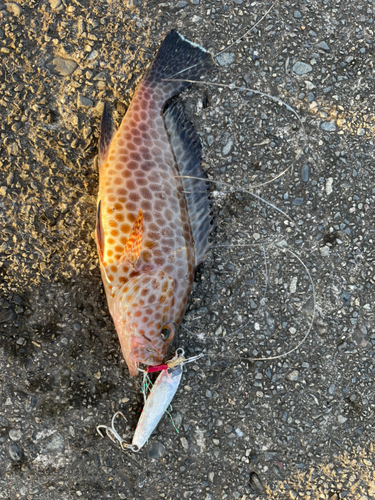 オオモンハタの釣果