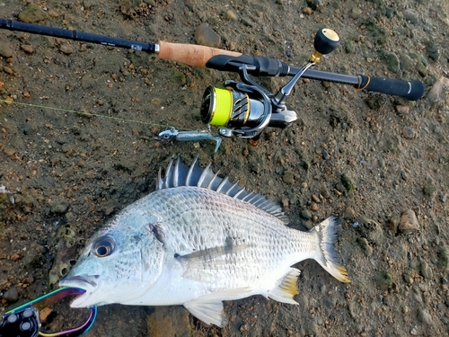 キビレの釣果