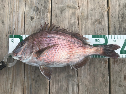 マダイの釣果