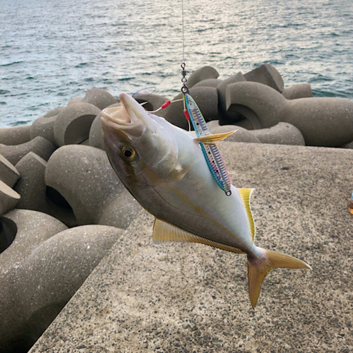 ネリゴの釣果