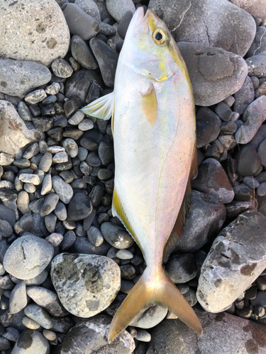 ショゴの釣果