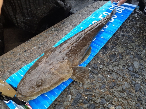 マゴチの釣果