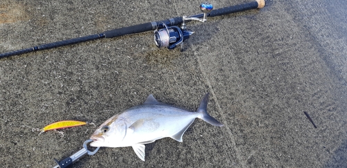 ショゴの釣果