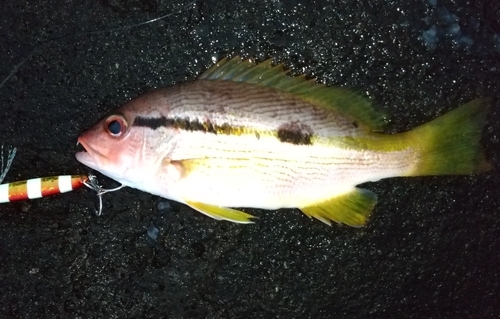 ヨコスジフエダイの釣果