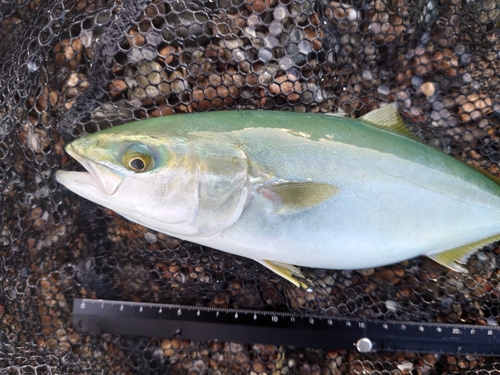 ツバイソの釣果