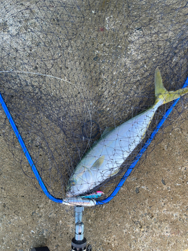 ハマチの釣果