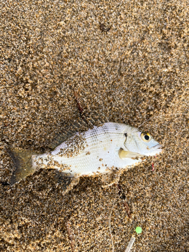 ヘダイの釣果