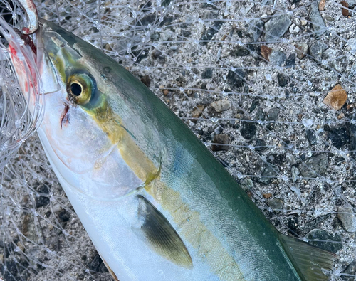 ツバスの釣果