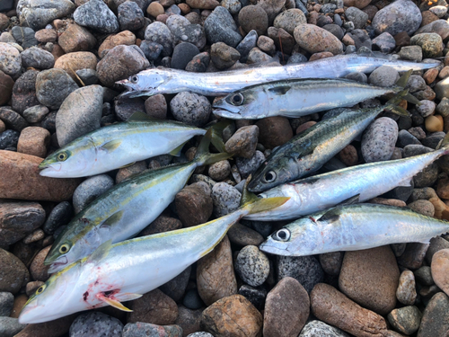 ツバイソの釣果