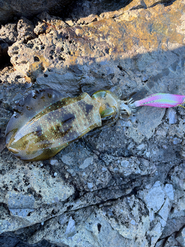 アオリイカの釣果