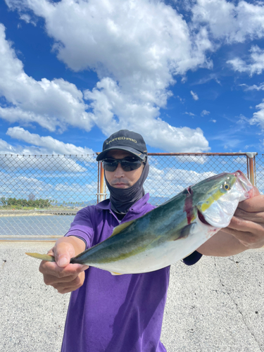 ハマチの釣果