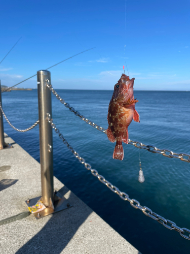 ガシラの釣果