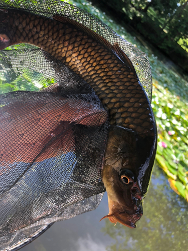 コイの釣果