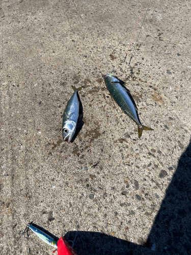 サバの釣果