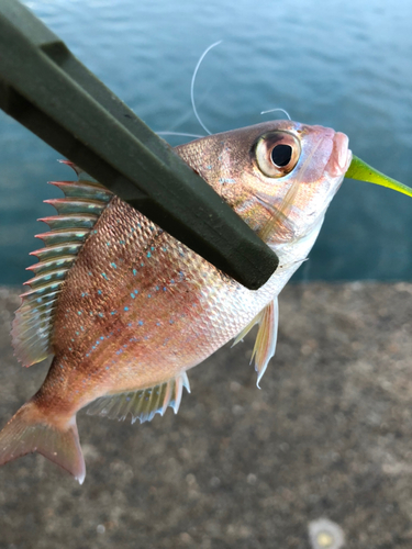 チャリコの釣果