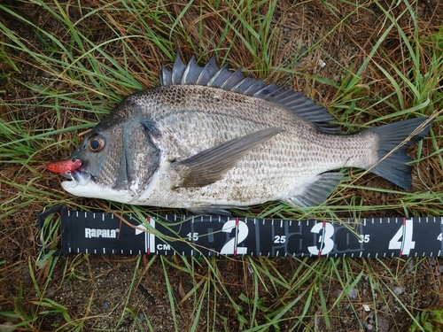 チヌの釣果