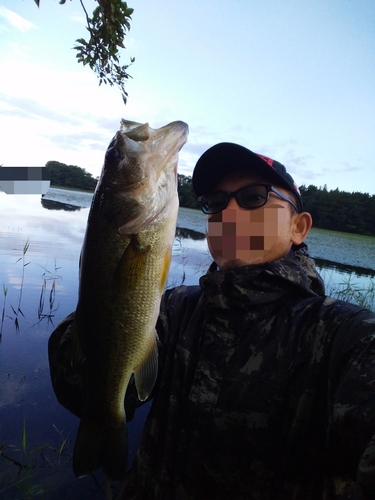 ブラックバスの釣果