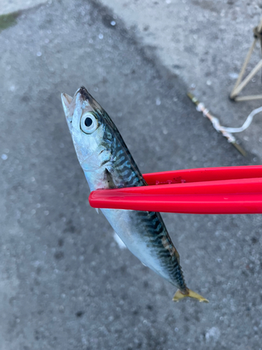 サバの釣果