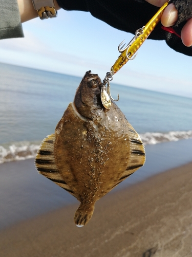 カレイの釣果