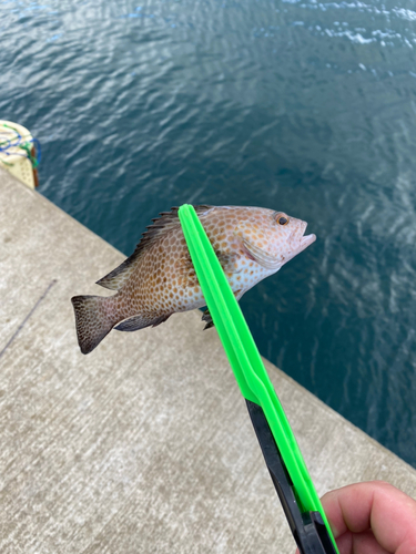 オオモンハタの釣果