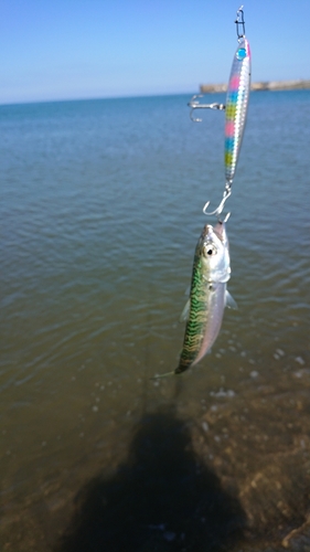 サバの釣果