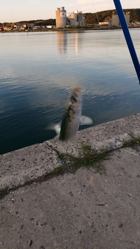 イワシの釣果