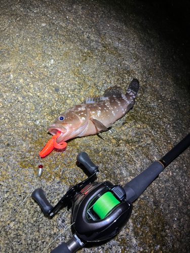 アコウの釣果