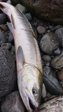 シロザケの釣果