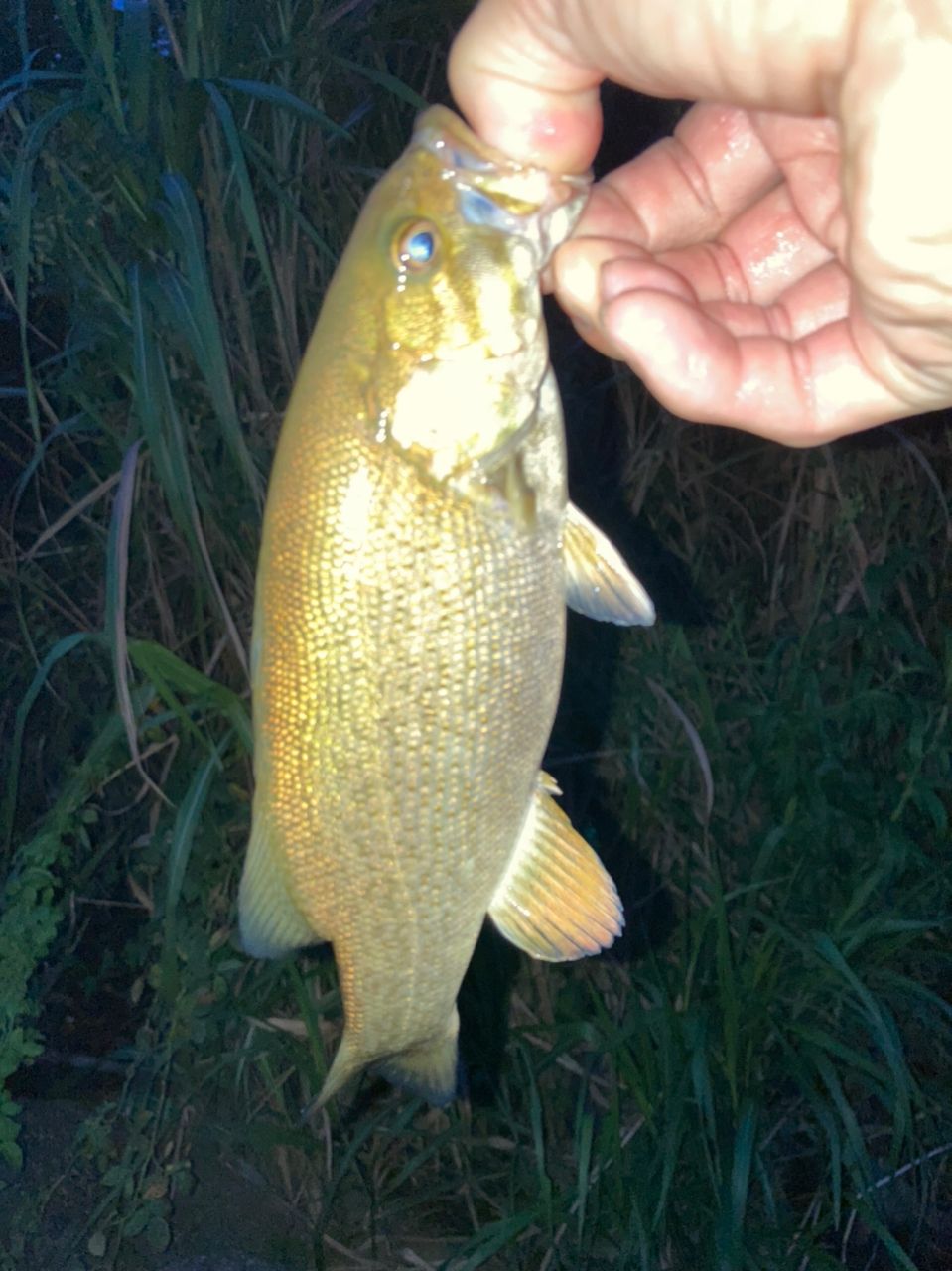 スモールマウスバス