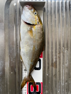 カンパチの釣果