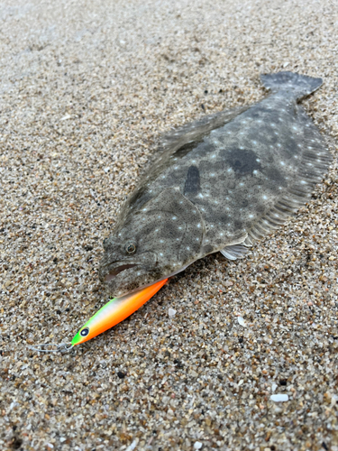 ソゲの釣果