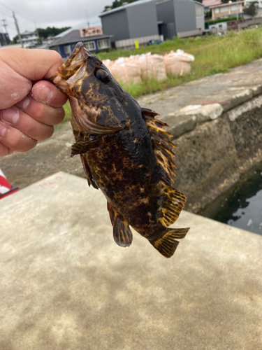 タケノコメバルの釣果