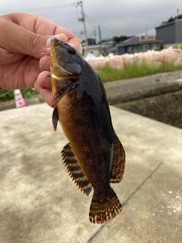 アイナメの釣果