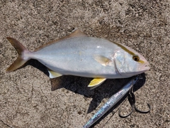 ショゴの釣果